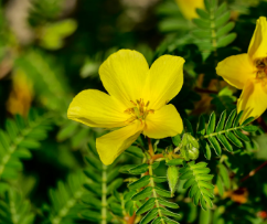 Tribulus Terrestris