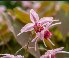 Epimedium